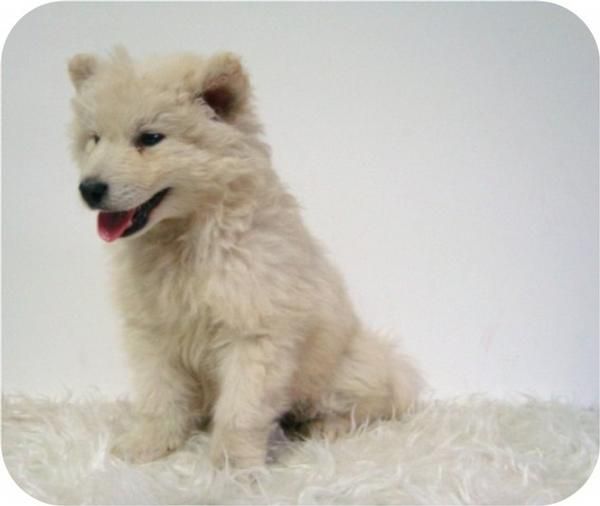 Cachorritos de Samoyedo con la mejor calidad.