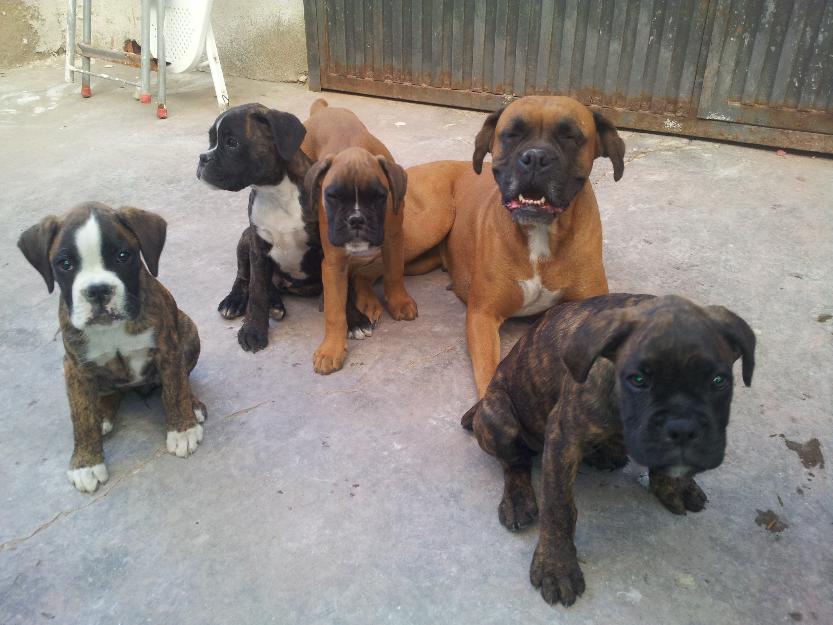 Cachorros de Boxer, Preciosos!!!