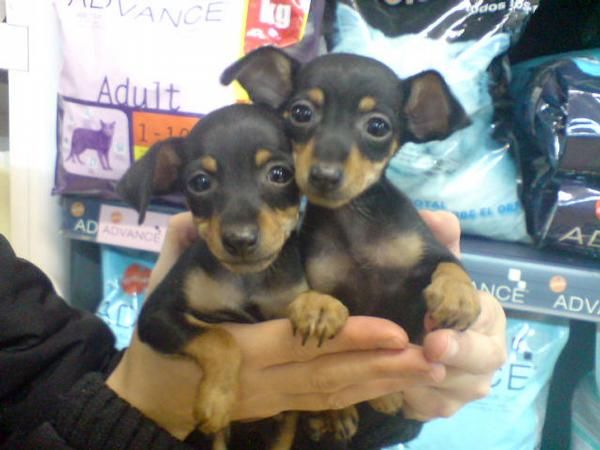 CACHORROS DE PINCHER MINI, PRECIOSOS 530 EUROS