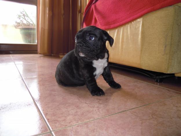 Camada de Bulldog Frances Negros LOE