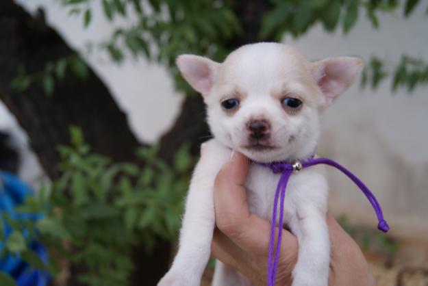 chihuahua pequenitos