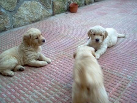 GOLDEN RETRIEVER CACHORROS