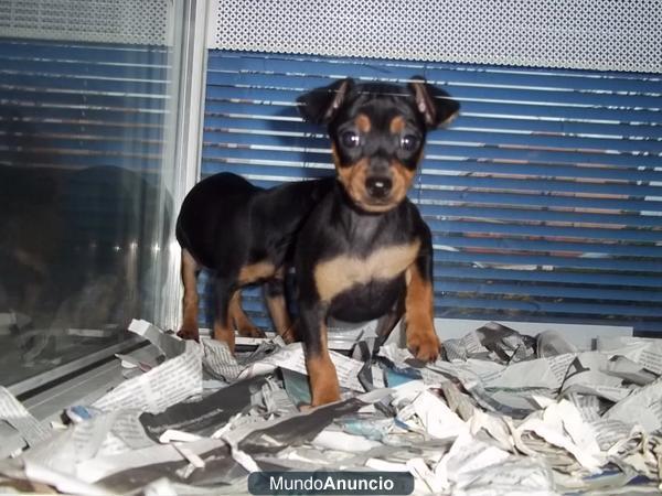 Mini pinscher machos y hembras a 288 euros