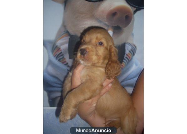 se regalan cocker spaniels