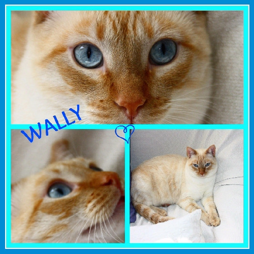 Wally gato dulce bola de algodón - necesita adopcion