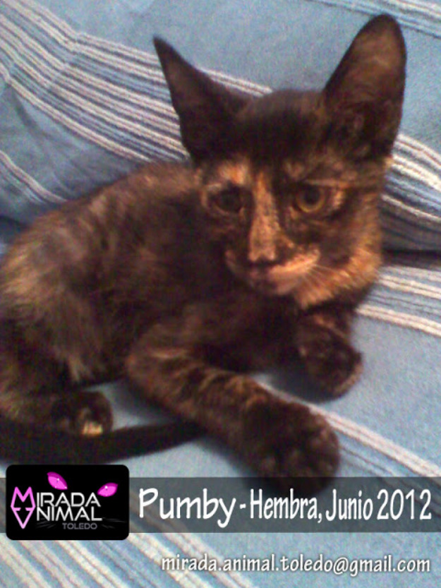 Gata.pumby, gatita carey en adopción, toledo-madrid