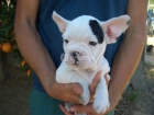 BULLDOGS FRANCES - mejor precio | unprecio.es