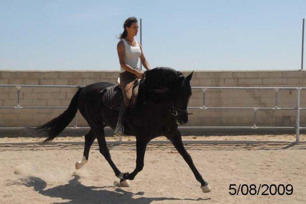 caballos PRE montados