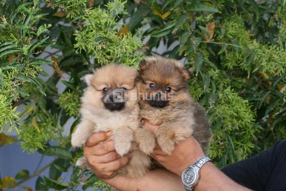 Cachorritos de pomeranias de calidad