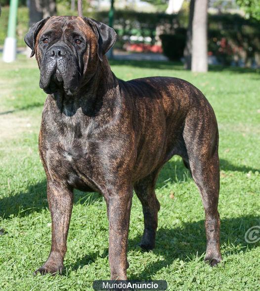 cachorros de bullmastiff