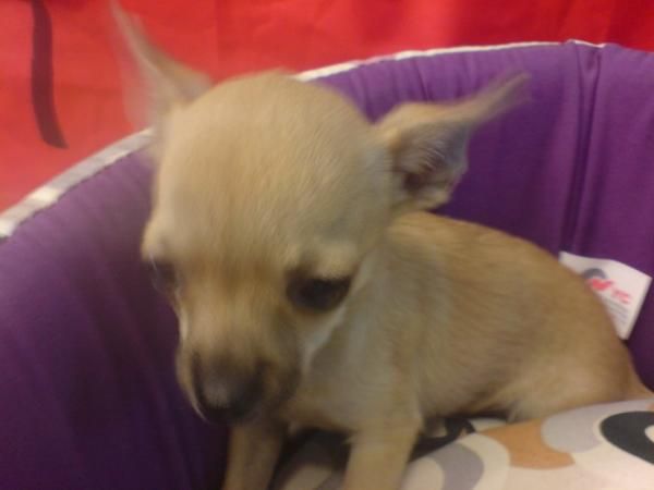 Chihuahua en venta cachorritos preciosos!