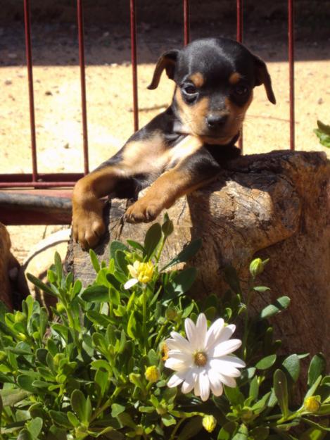 Preciosos Cachorros de Mini Pinscher, Calidad y Garantia