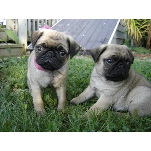 pug cachorros disponibles