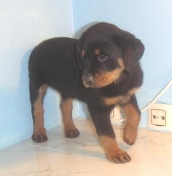 ROTTWEILLER   565 c/u