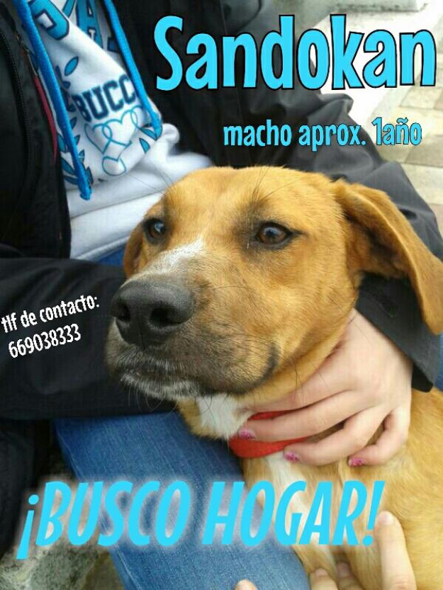 Sandokan, precioso perrito en adopcion