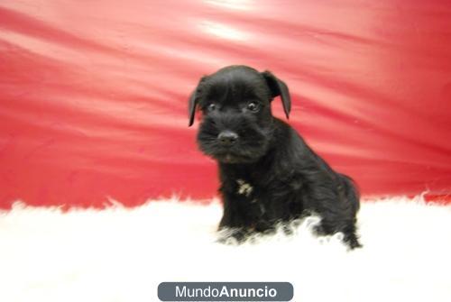 Shnauzer machos y hembras miniatura negros con 2 meses