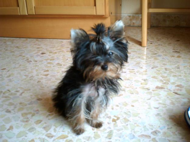 vendo yorkshire terrier