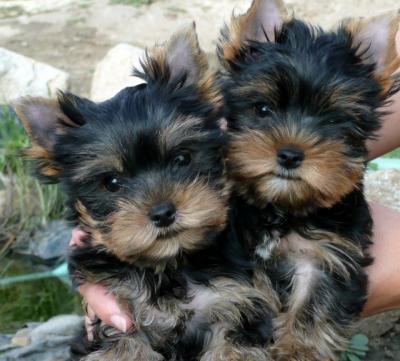 YORKSHIRE TERRIER 400E + CARTILLA+ TAMAÑO TOY