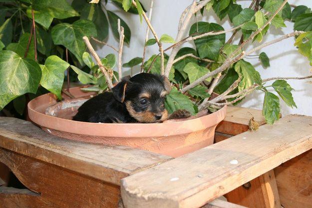 YORKSHIRES MINIS CON PEDIGREE