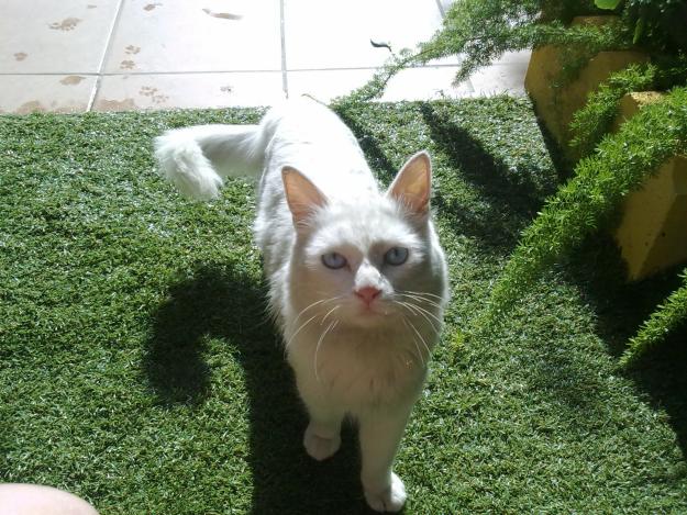 Gato albino en adopción