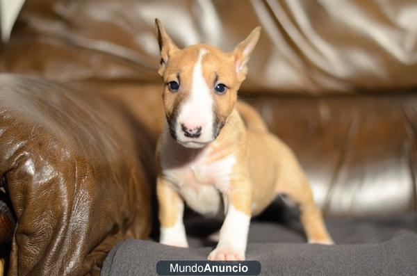 BULLTERRIER MINIATURA CACHORROS DE EXPOSICION