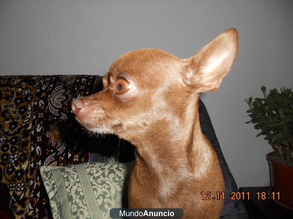 Busco chihuahua macho para emparejar