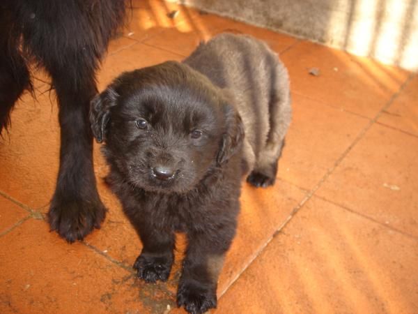 CACHORROS DE TERRANOVA 850