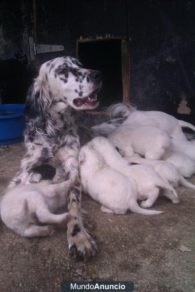 cachorros setter ingles