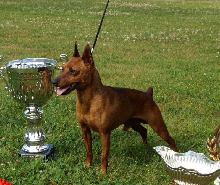 Campeon pinscher mini para montas