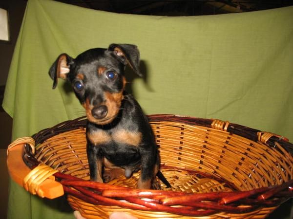 Lindos Pinscher Mini 320