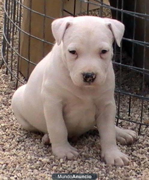 Regalo Cachorro American Staffordshire Terrier