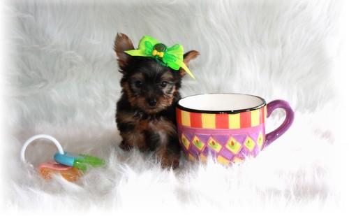 ReGaLo Ultimo Yorkshire terrier nacionales.garantia total!