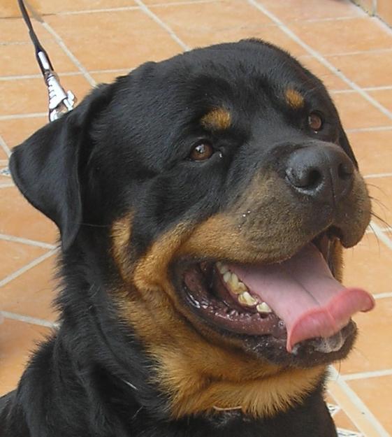 rottweiler para montas