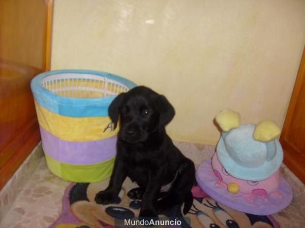 ultimo cachorro de labrador