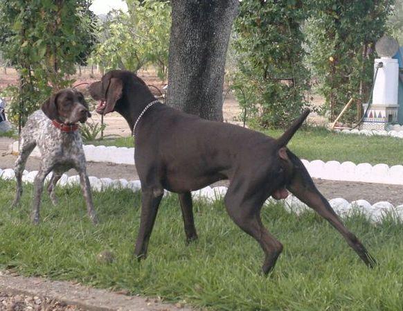 Cachorros de Braco Alemán (La Rinconada - Sevilla)