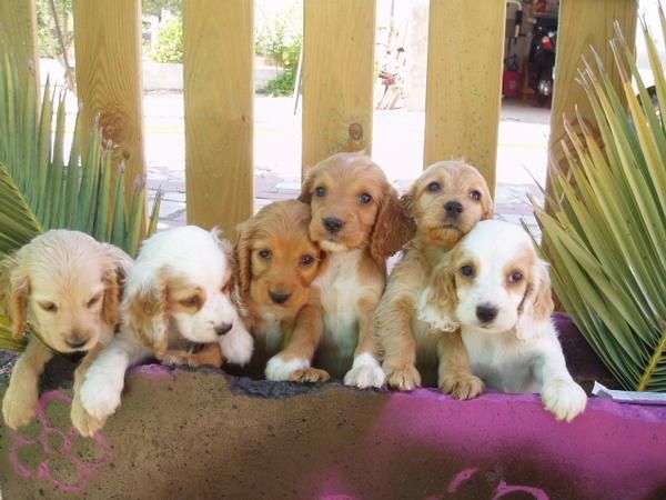 Cachorritos de cocker spaniel IMPRESIONANTES solo 250 euros con pedigree.