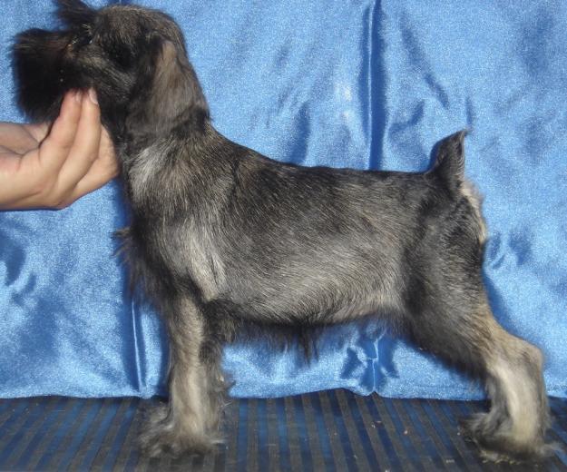 Camada de schnauzer mini sal y pimienta 375€