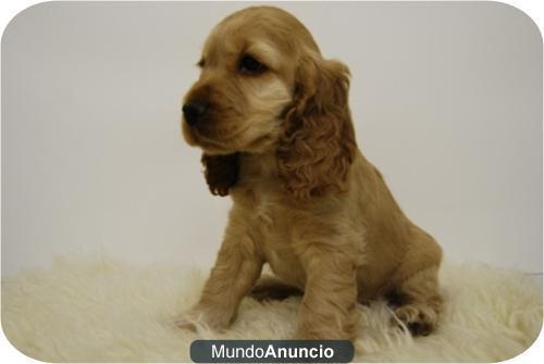 Disponibles cachorritos de Cocker, con dos meses¡¡