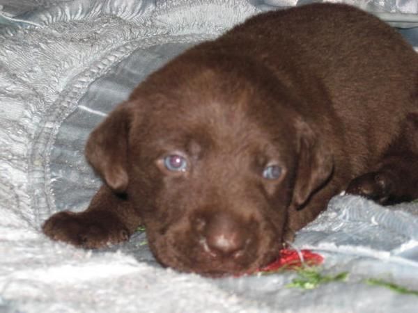 estupenda camada de labrador