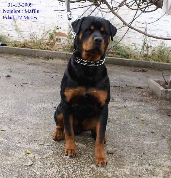 rottweiler para montas,edad 12 meses