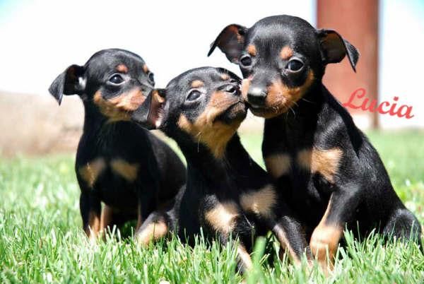 Tu Mini Pincher, impresionantes cachorros !