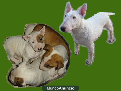 Vendo cachorros Bullterrier