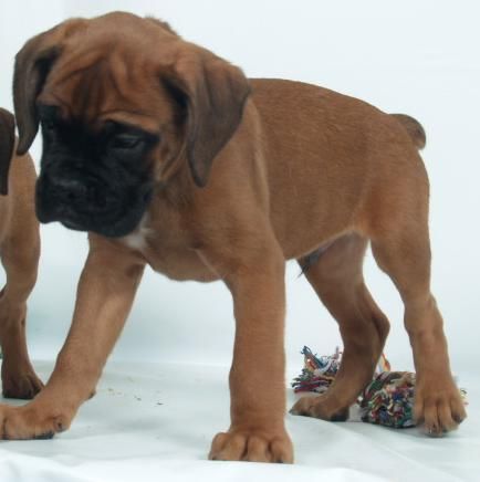 vendo camada de boxer, preciosos