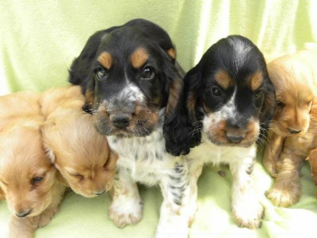 Cachorros de Cocker Spaniel Inglés Garantizados