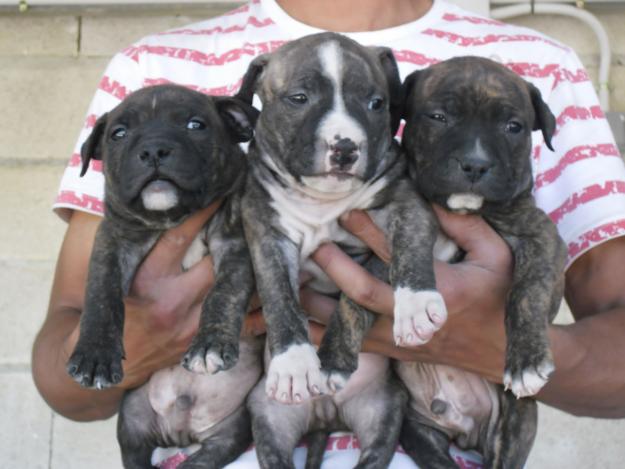 American Staffordshire Terrier