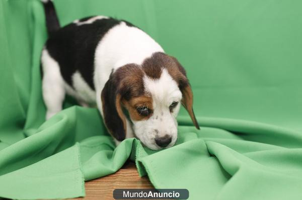 Beagle, cachorritos en Cadells, tienda mascotas Barcelona