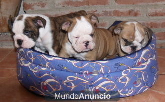 Bulldog Inglés, adorables cachorritos