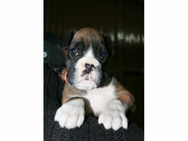 cachorra boxer dorada