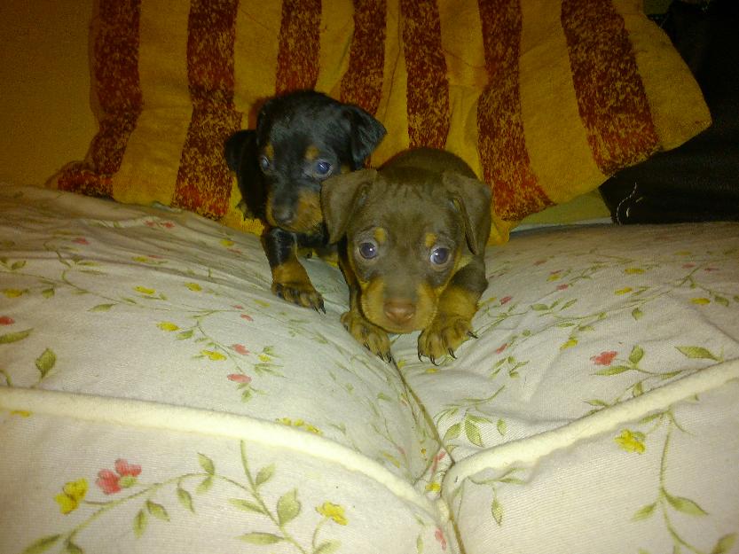 cachorros pinscher 250 euros solo!!!