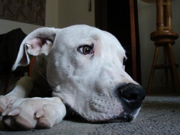 Dogo Argentino busca novia